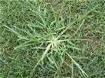 How to Pull Goosegrass?