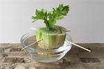 How to Regrow Celery