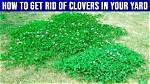 How to Remove Clover?