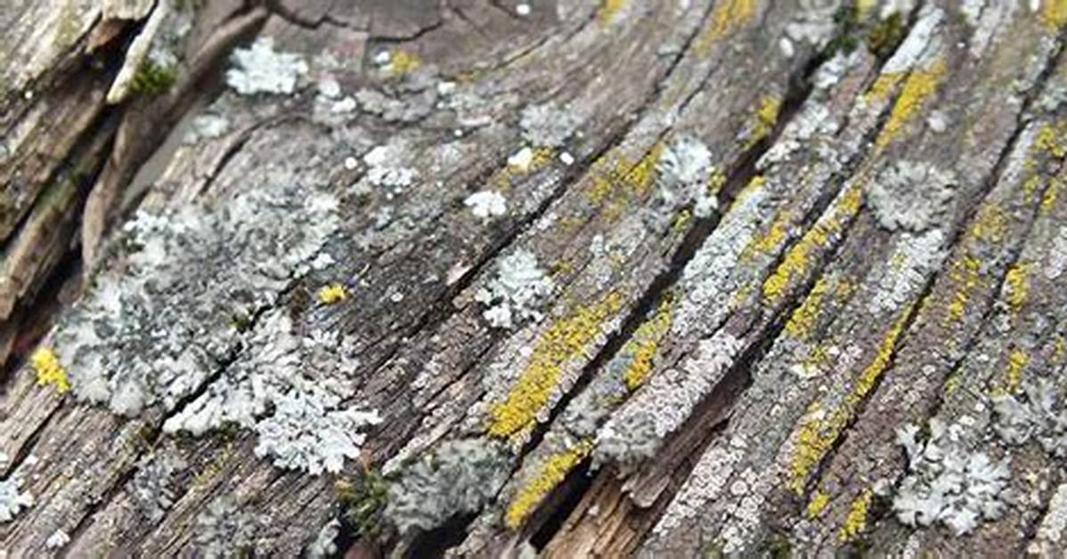 How to Remove Lichen from a Deck