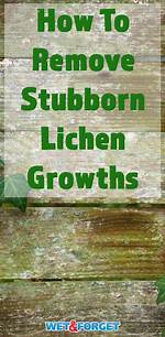 How to Remove Lichen?