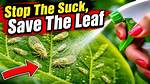 How to Remove Psyllids?