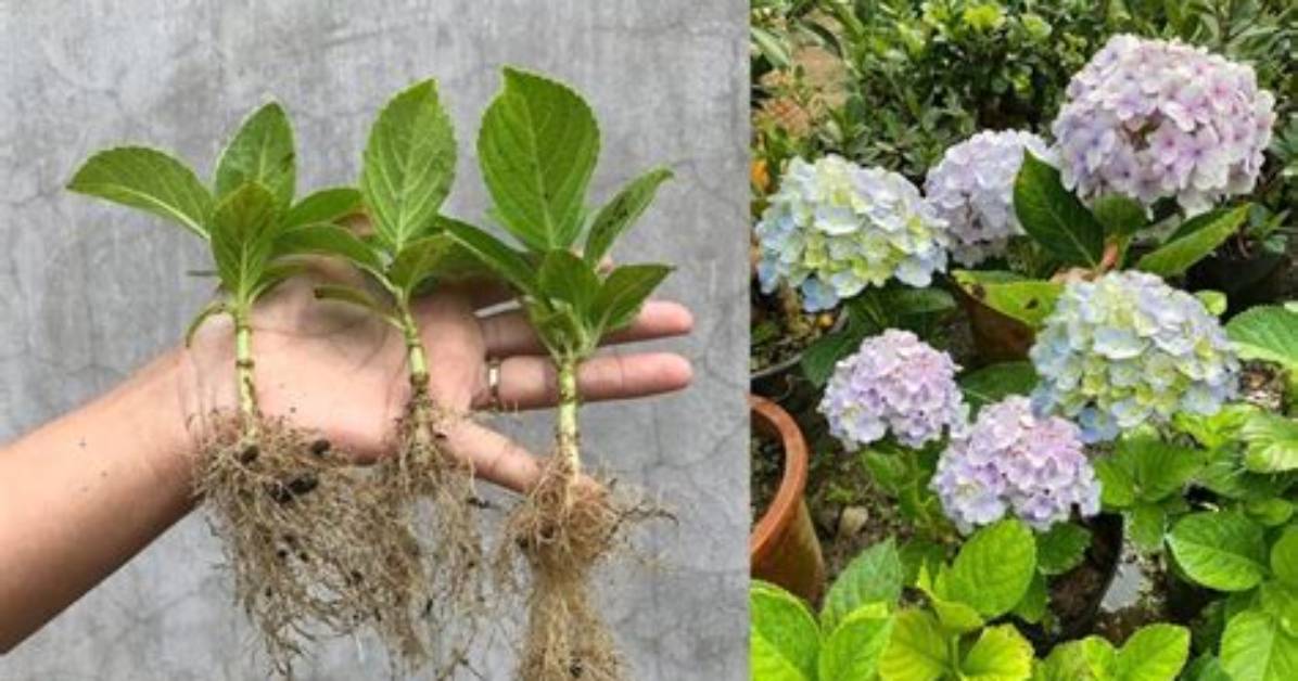 How to Root a Hydrangea