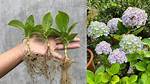 How to Root a Hydrangea