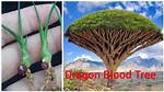 How to Root Dragon Tree?