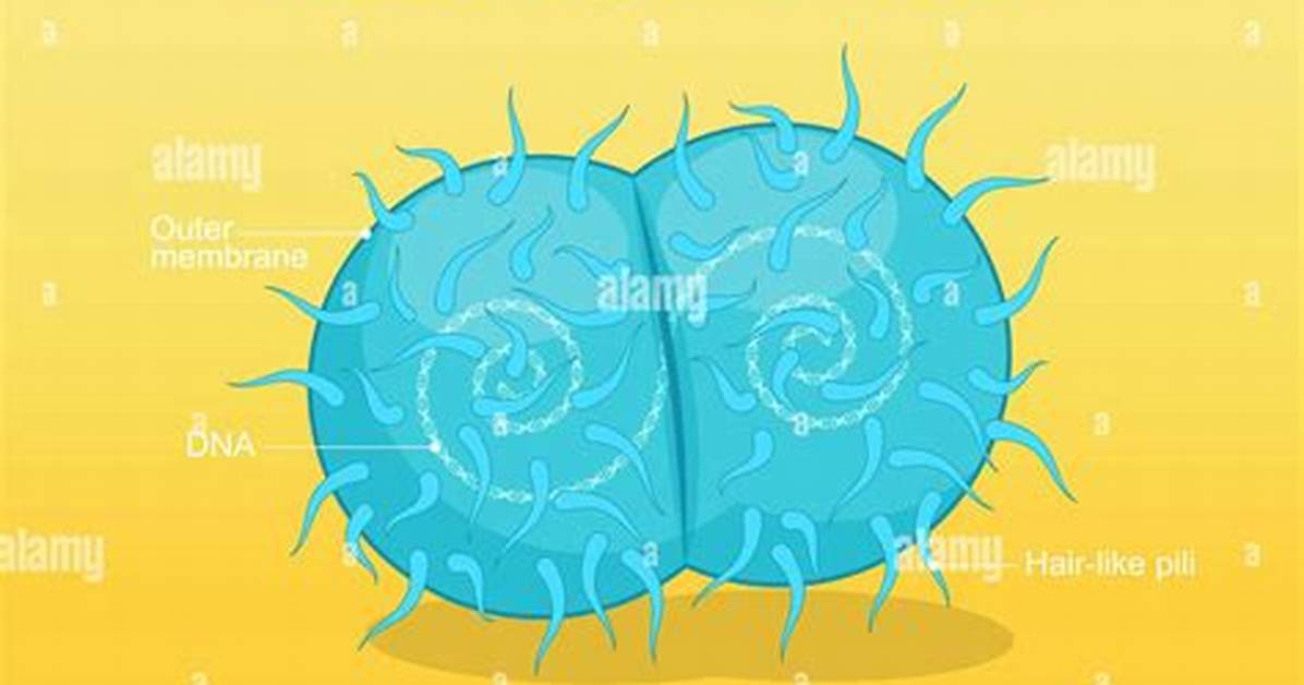 How to Spell Gonococcus?