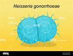 How to Spell Gonococcus?