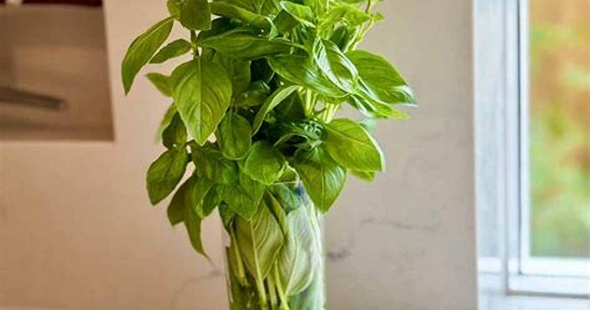 How to Store Basil?