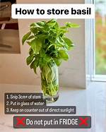 How to Store Basil?