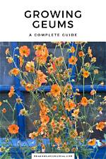How to Support Geums?