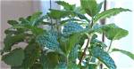 How to Wintering Mint?