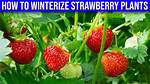 How to Winterize Strawberry Plants