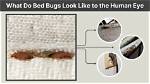 How Visible Are Bed Bugs?