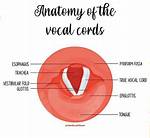 How Vocal Cords Work?