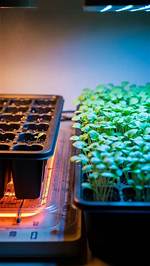 How Warm Keep Seedlings