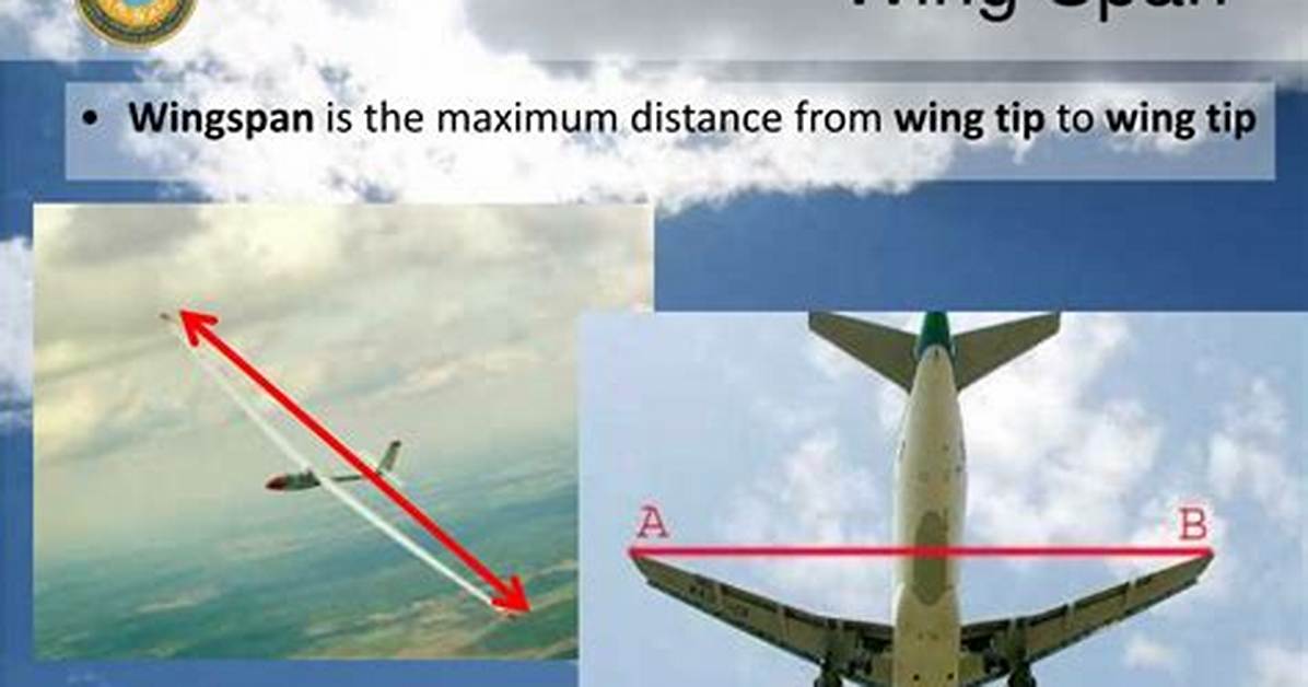 How Wingspan Affect Flight?