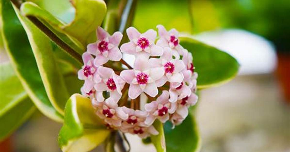 Hoya Bloom