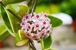 Hoya Bloom