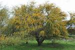 Huisache