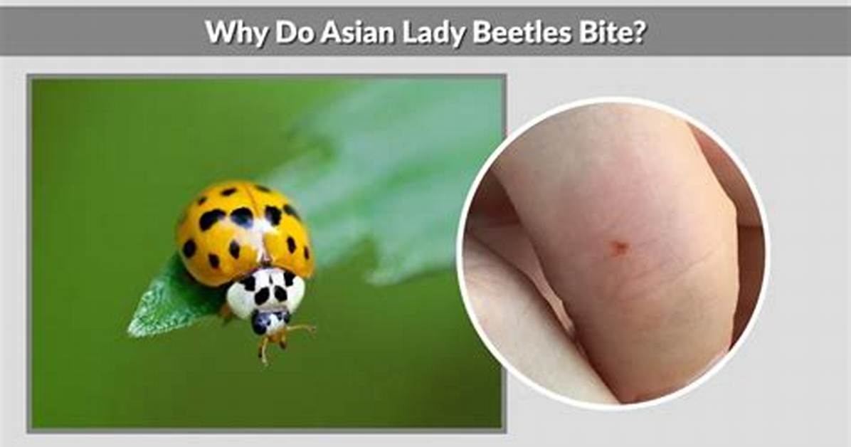 Human Asian Beetle Bite