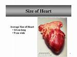 Human Heart Size