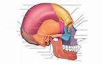 Human Skull: Lateral View Quiz