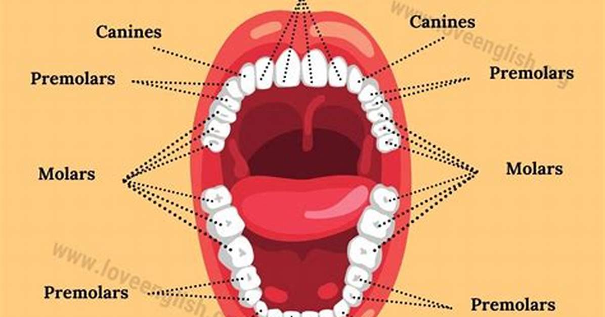 Human Teeth Names