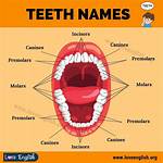 Human Teeth Names