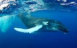 Humpback Home