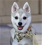 Husky Mika