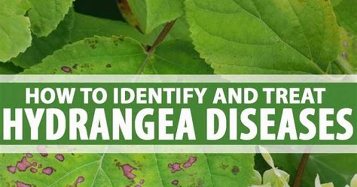 Hydrangea Diseases