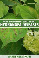 Hydrangea Diseases