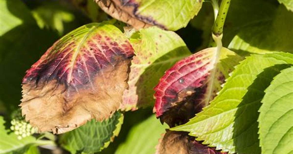 Hydrangea Leaves