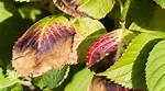 Hydrangea Leaves