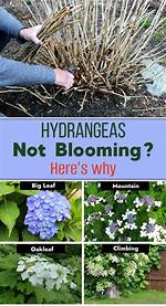 Hydrangea Not Blooming