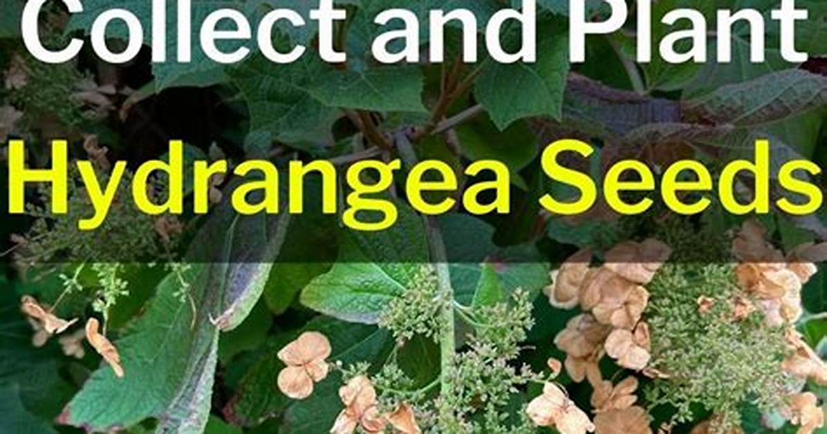 Hydrangea Seeds