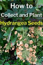 Hydrangea Seeds