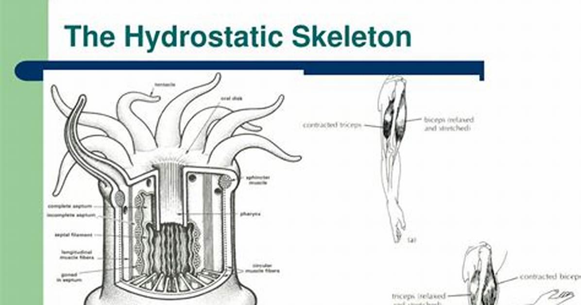 Hydrostatic Skeleton