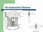 Hydrostatic Skeleton