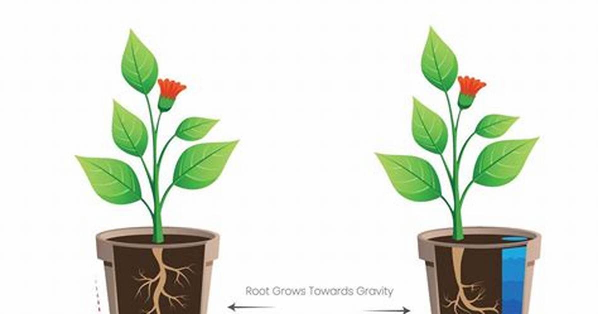 Hydrotropism