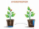Hydrotropism