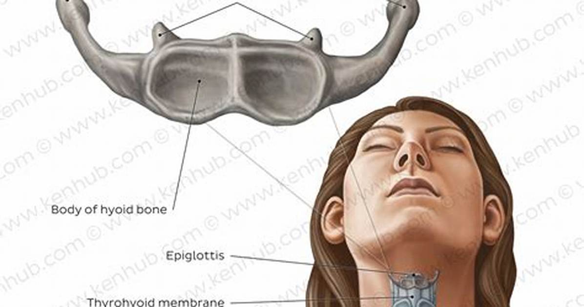 Hyoid Bone Function