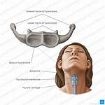 Hyoid Bone Function