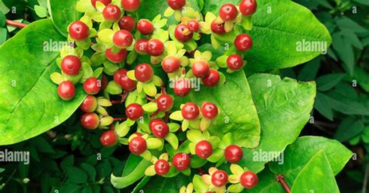 Hypericum Berries