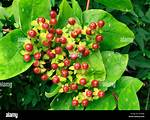 Hypericum Berries