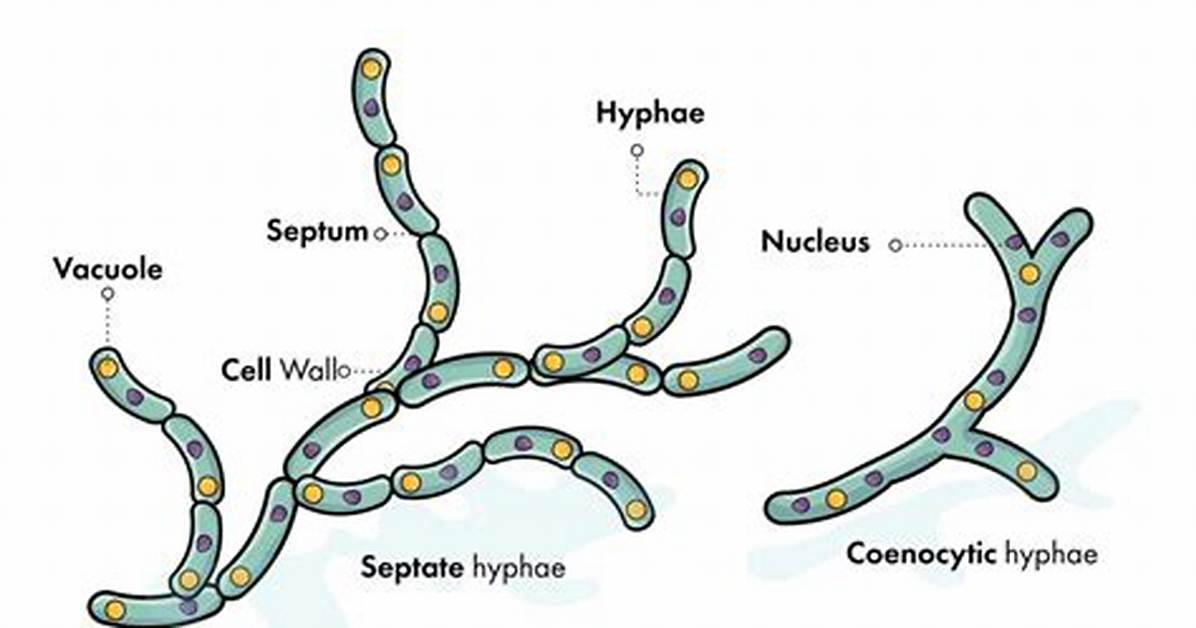 Hyphae