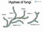 Hyphae
