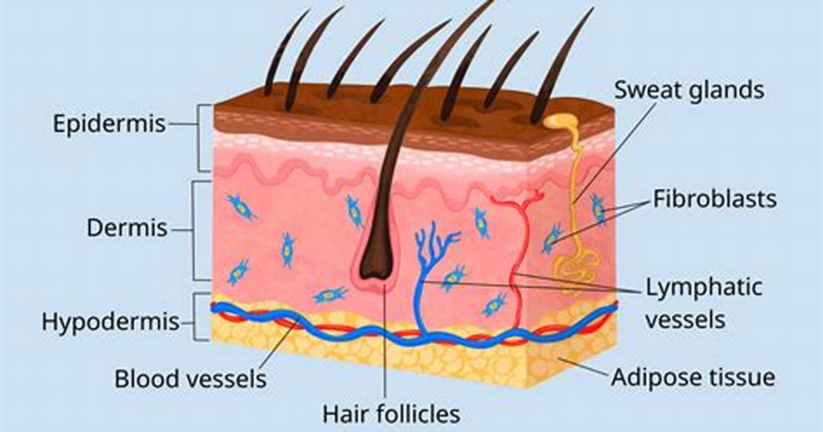 Hypodermis Layer