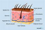 Hypodermis Layer