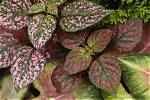 Hypoestes Care